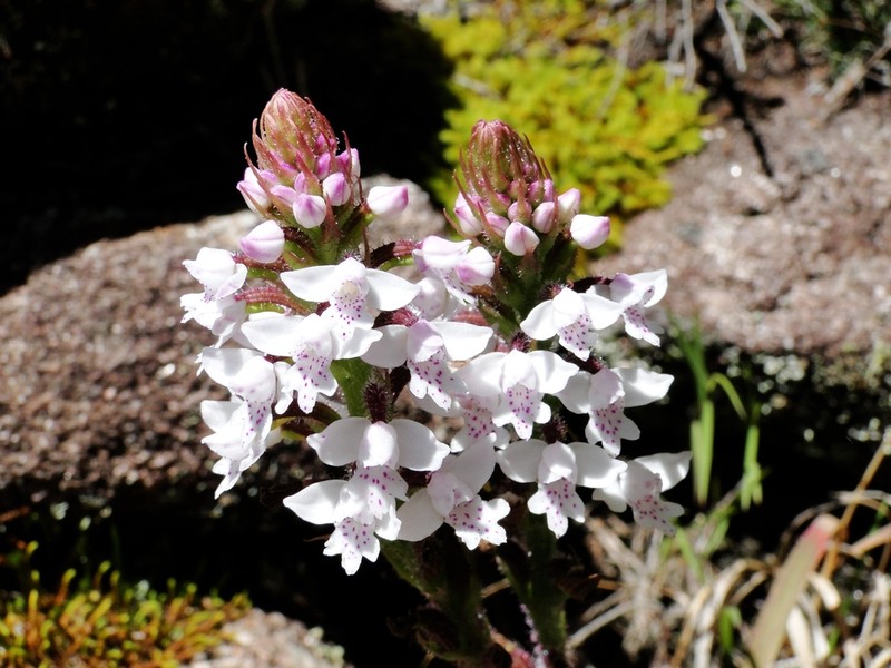 Cynorkis baronii photo 3