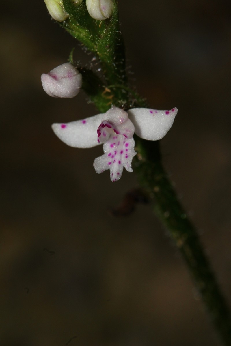 Cynorkis baronii photo 5