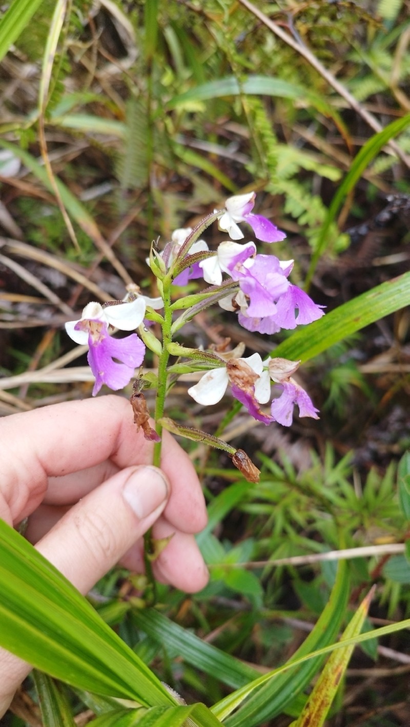 Cynorkis betsomangensis