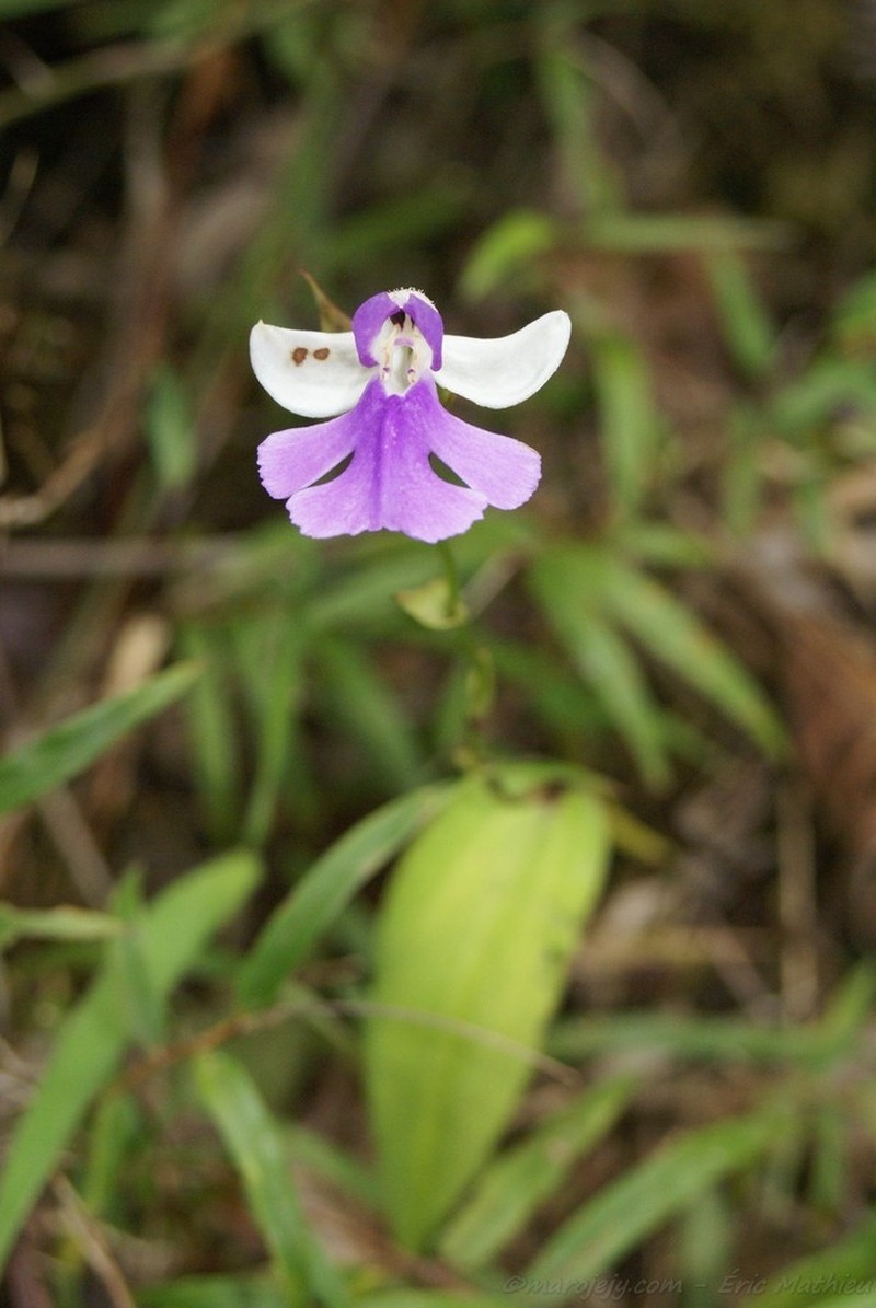 Cynorkis betsomangensis photo 2