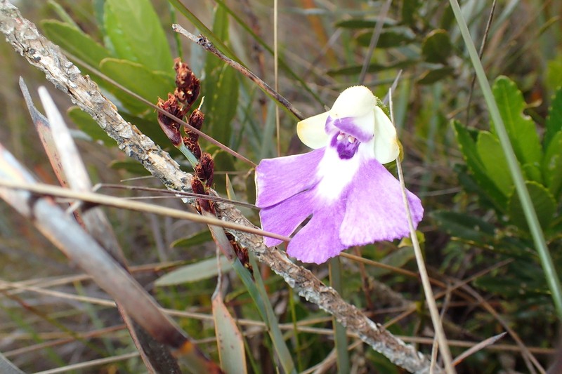 Cynorkis betsomangensis photo 3