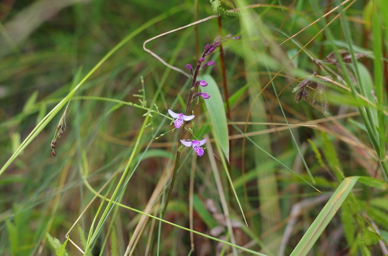 Cynorkis bimaculata