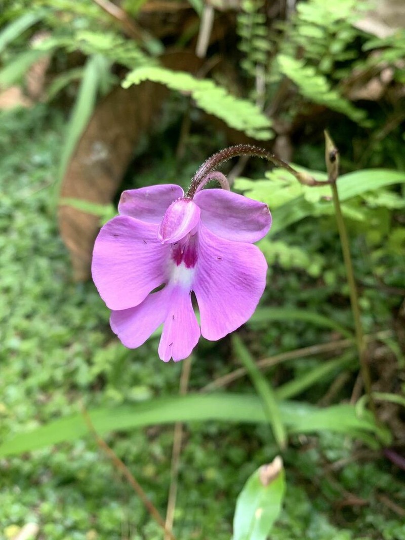 Cynorkis boinana