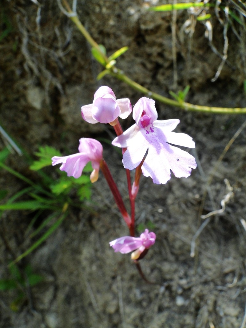 Cynorkis boinana photo 2