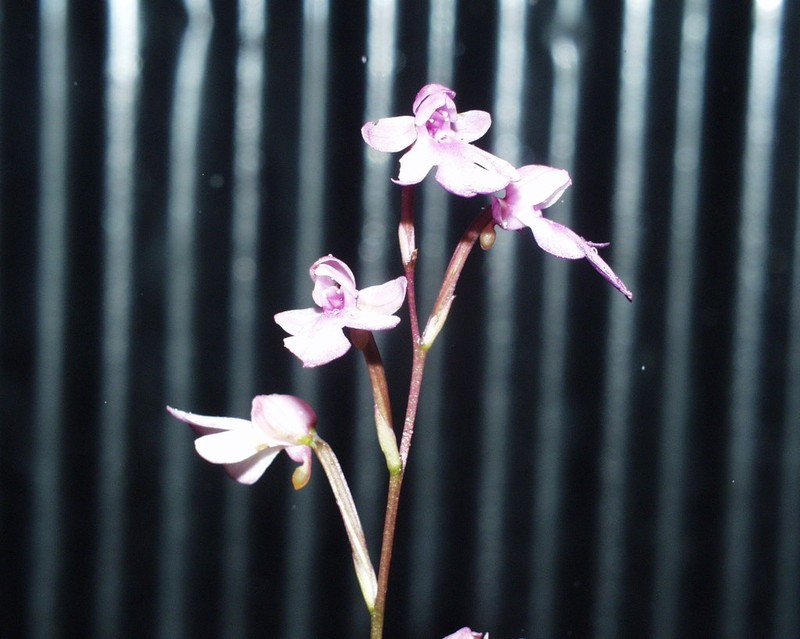 Cynorkis boinana photo 4