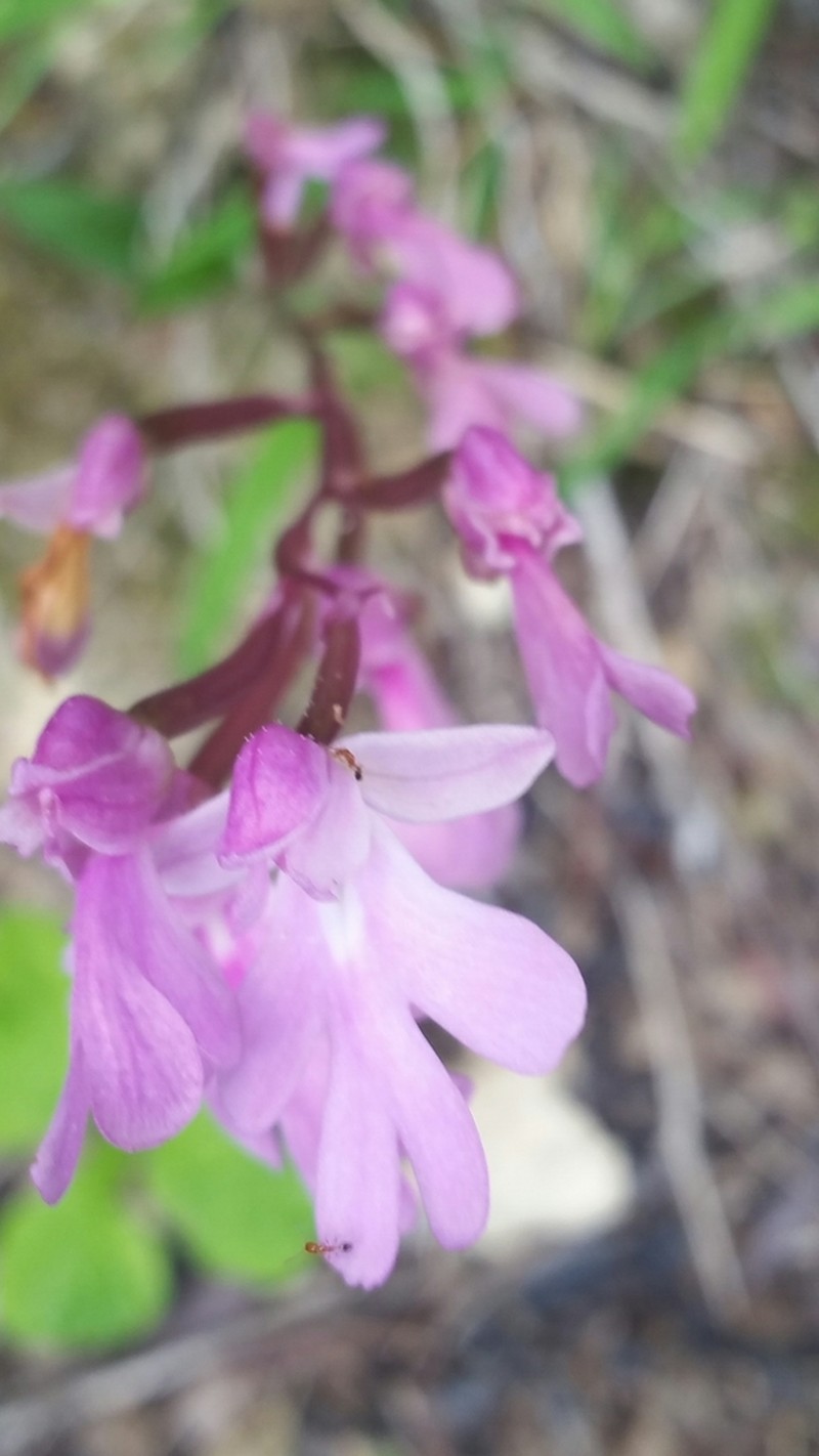 Cynorkis boinana photo 5