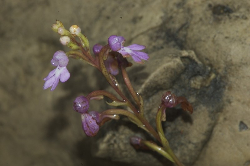 Cynorkis boinana photo 6