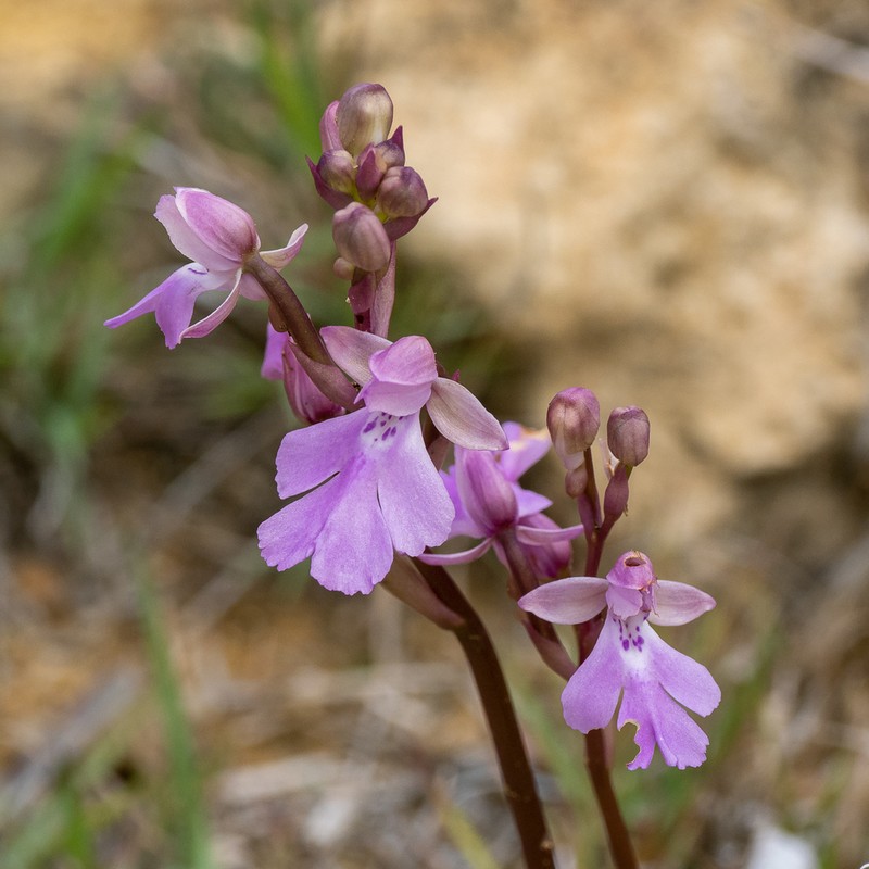 Cynorkis boinana photo 7