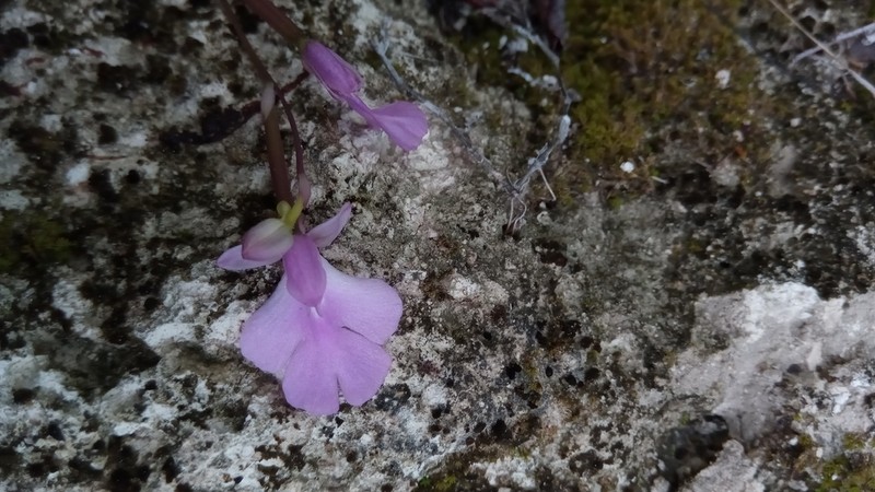Cynorkis boinana photo 8
