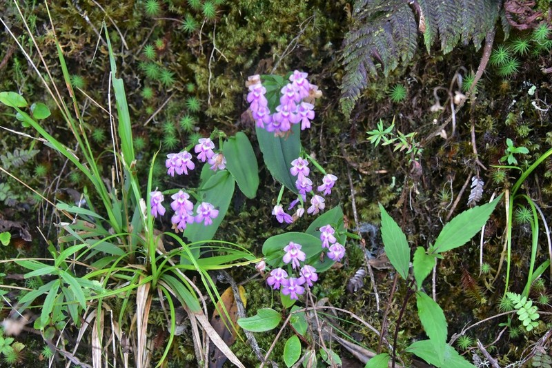 Cynorkis boryana