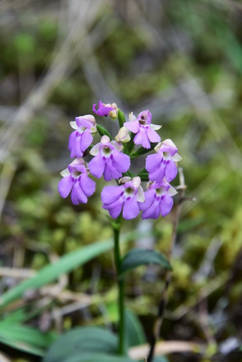 Cynorkis boryana photo 4