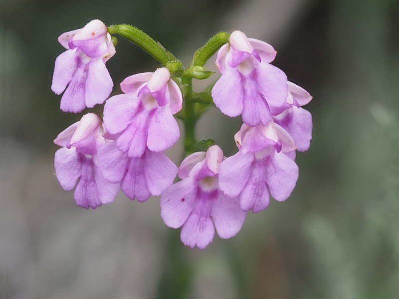 Cynorkis boryana photo 6