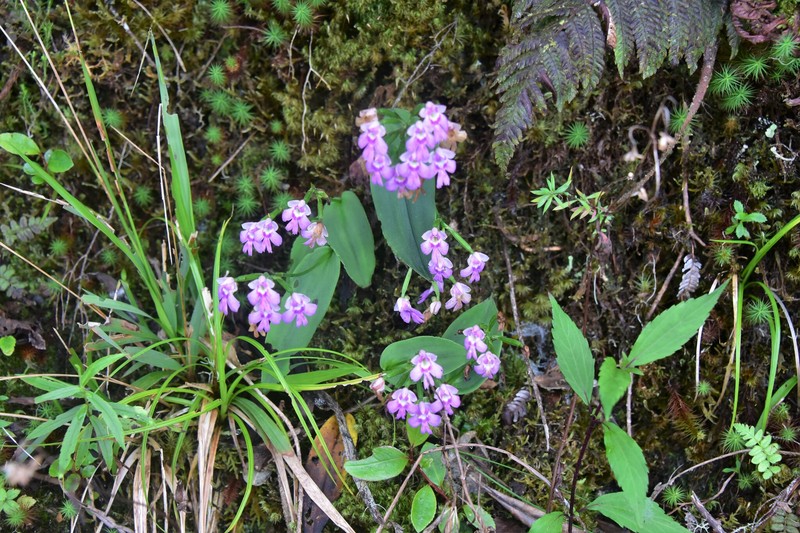 Cynorkis boryana photo 7