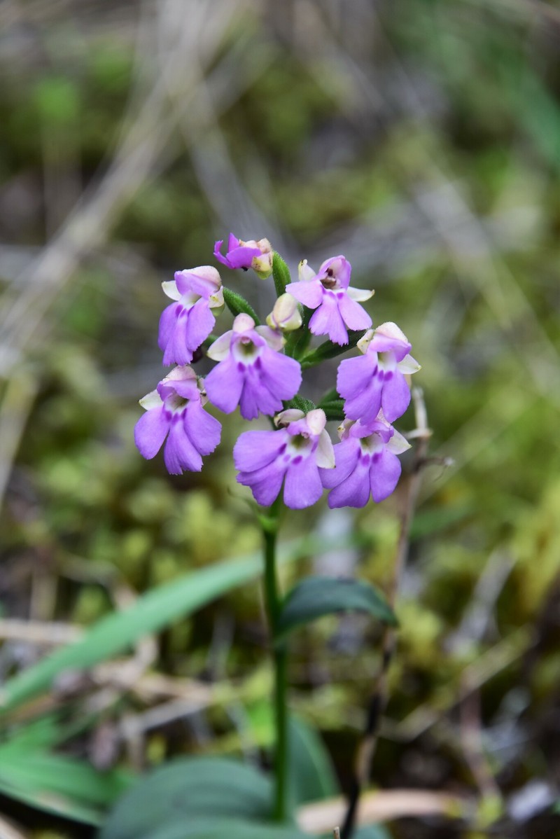 Cynorkis boryana photo 8