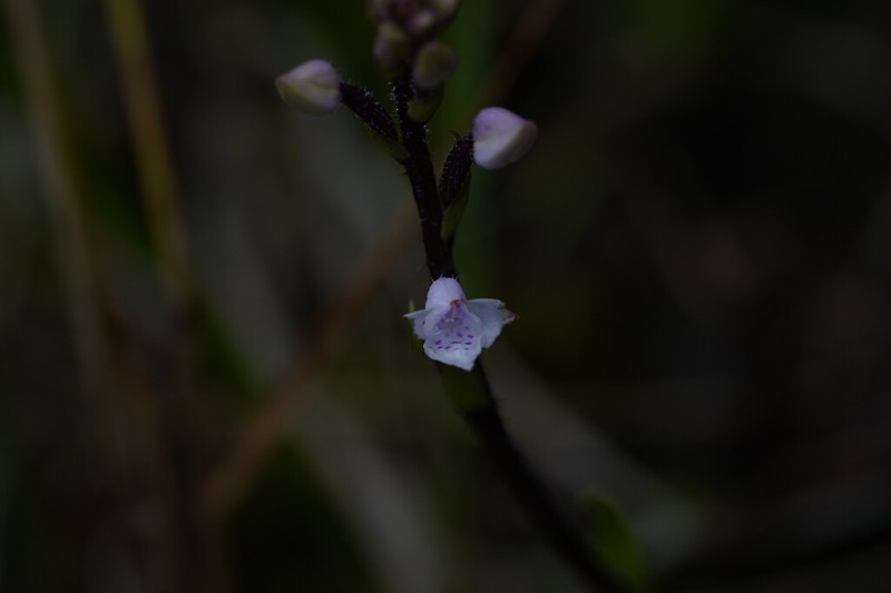 Cynorkis breviplectra