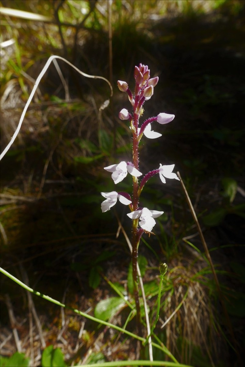 Cynorkis breviplectra photo 2
