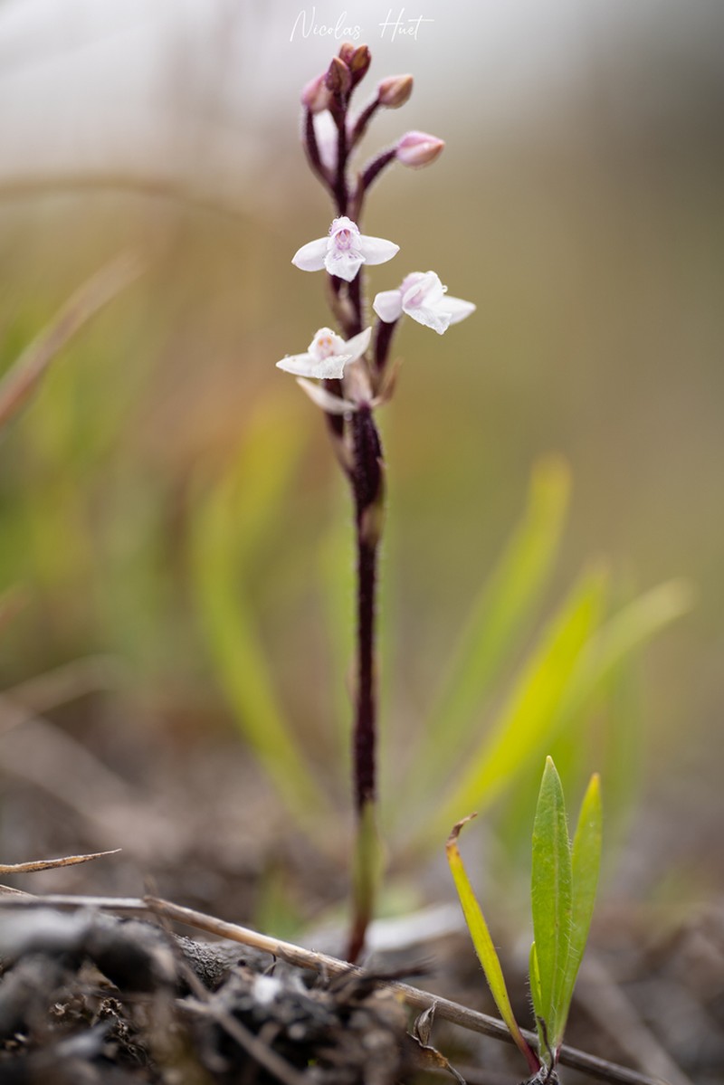 Cynorkis breviplectra photo 3