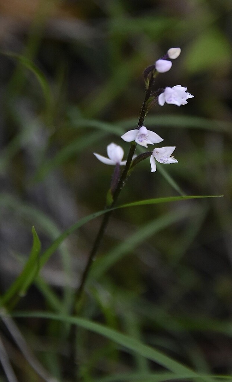 Cynorkis breviplectra photo 4