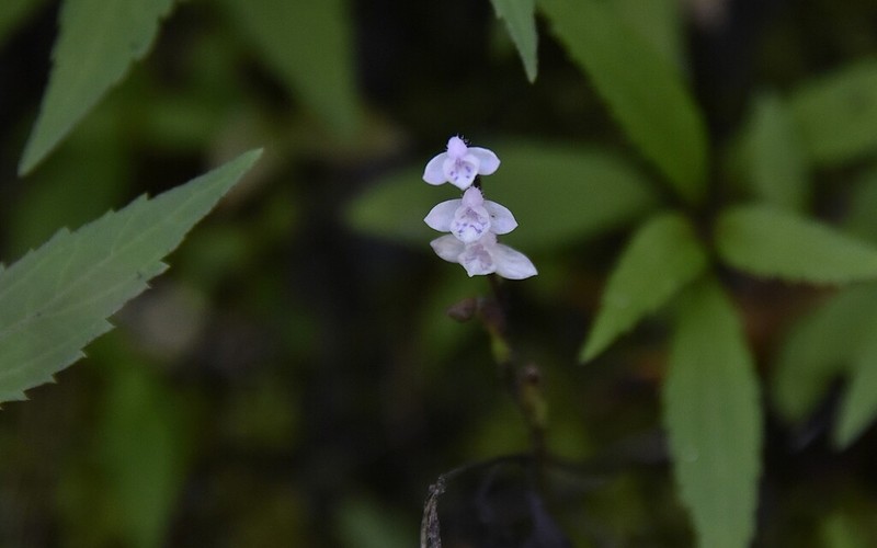 Cynorkis breviplectra photo 5