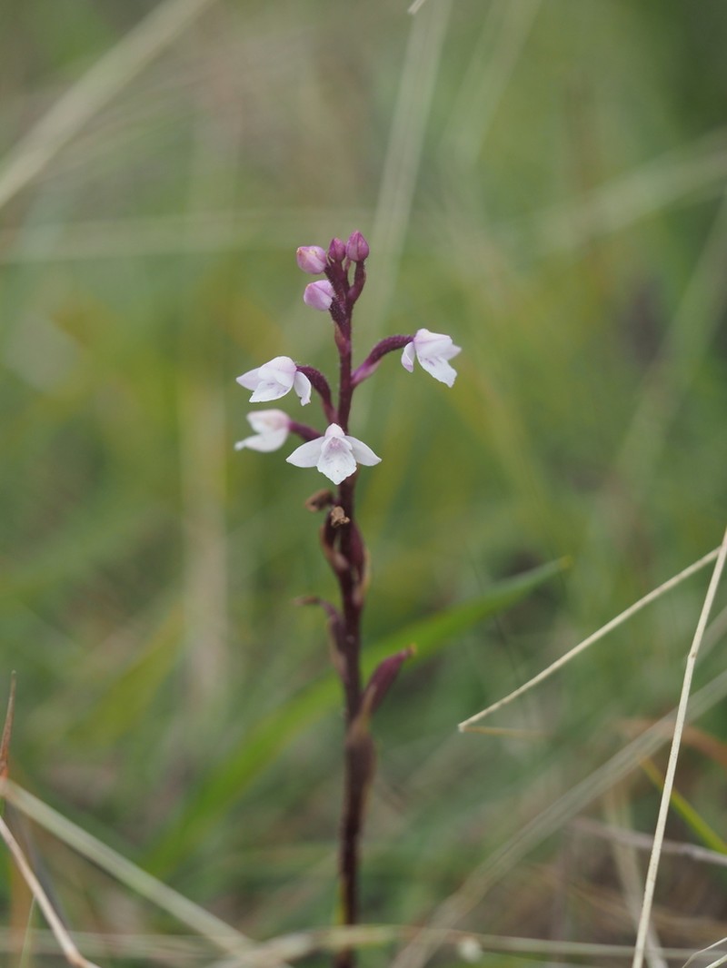 Cynorkis breviplectra photo 6