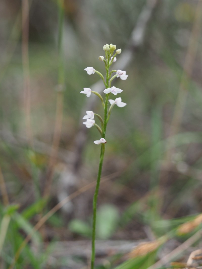 Cynorkis breviplectra photo 7