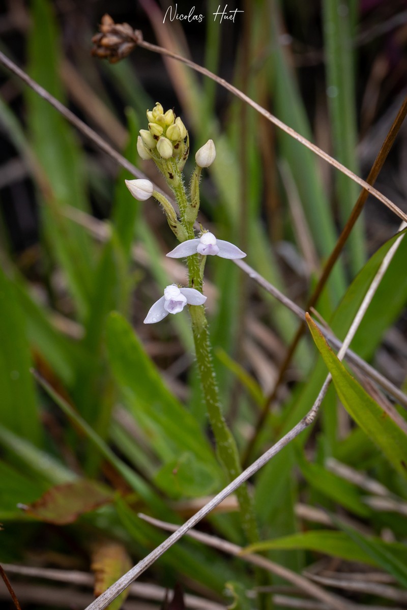 Cynorkis breviplectra photo 8