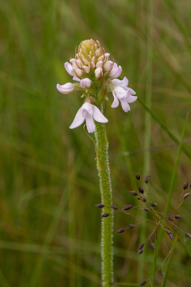 Cynorkis buchananii