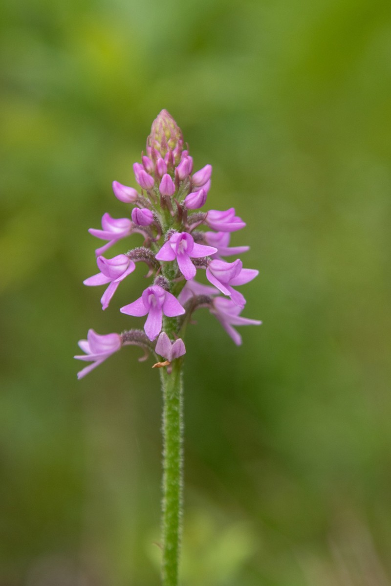 Cynorkis buchananii photo 2