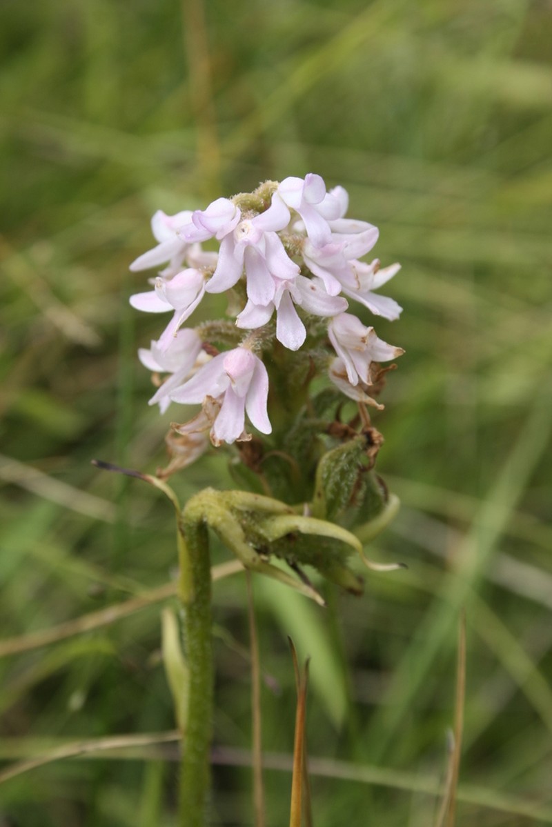 Cynorkis buchananii photo 3