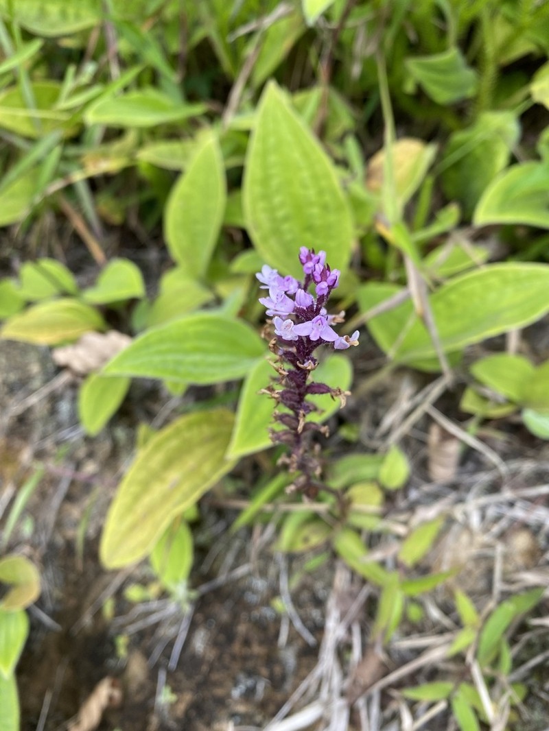 Cynorkis buchananii photo 4