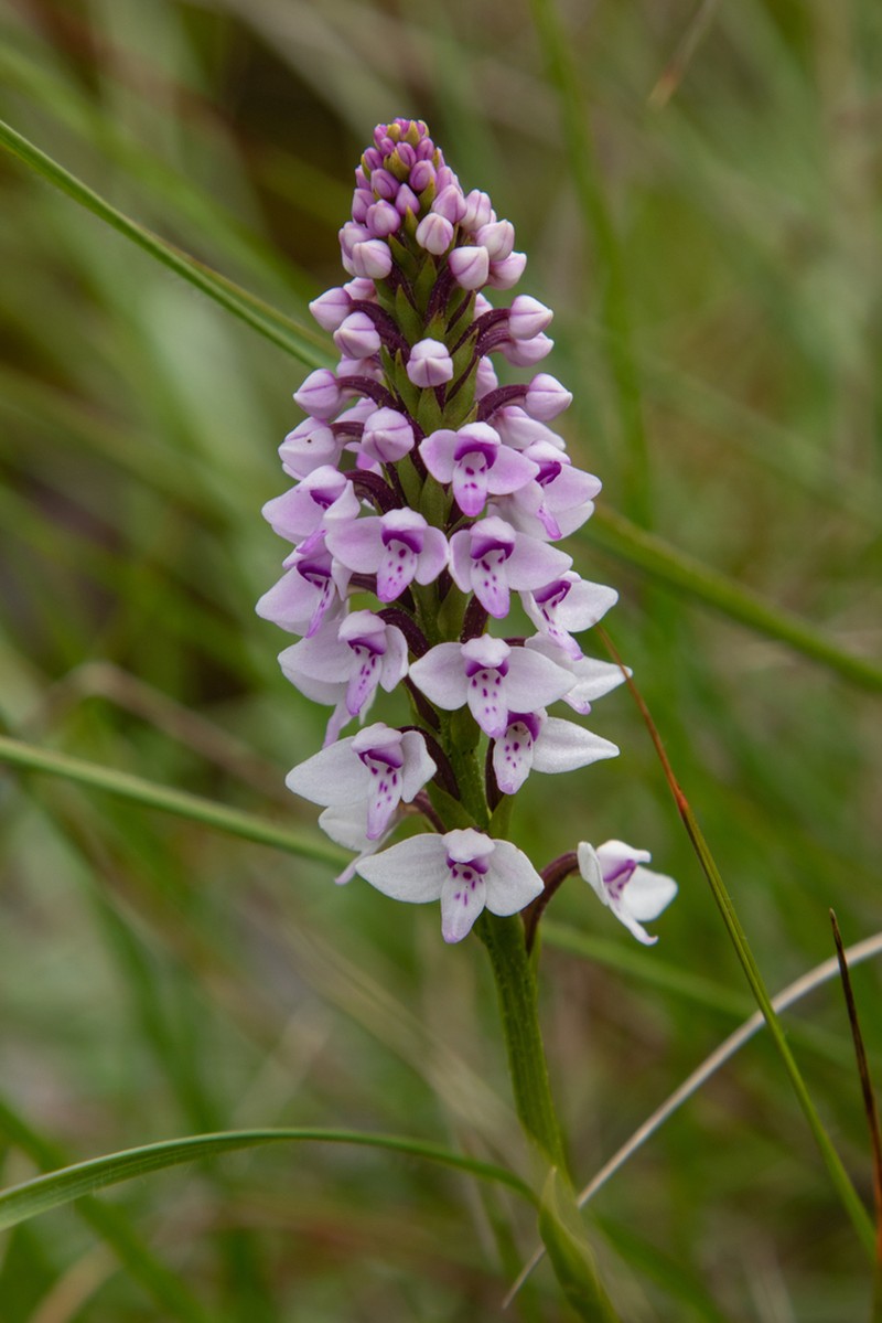 Cynorkis buchananii photo 5