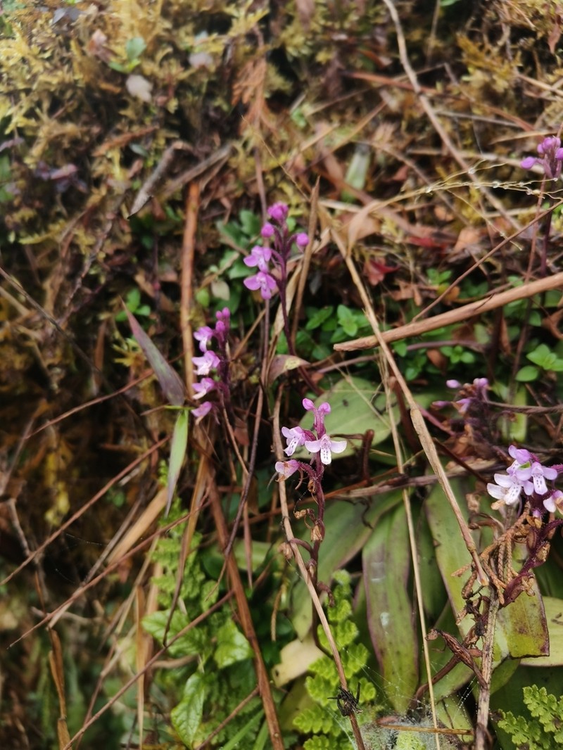 Cynorkis buchananii photo 6