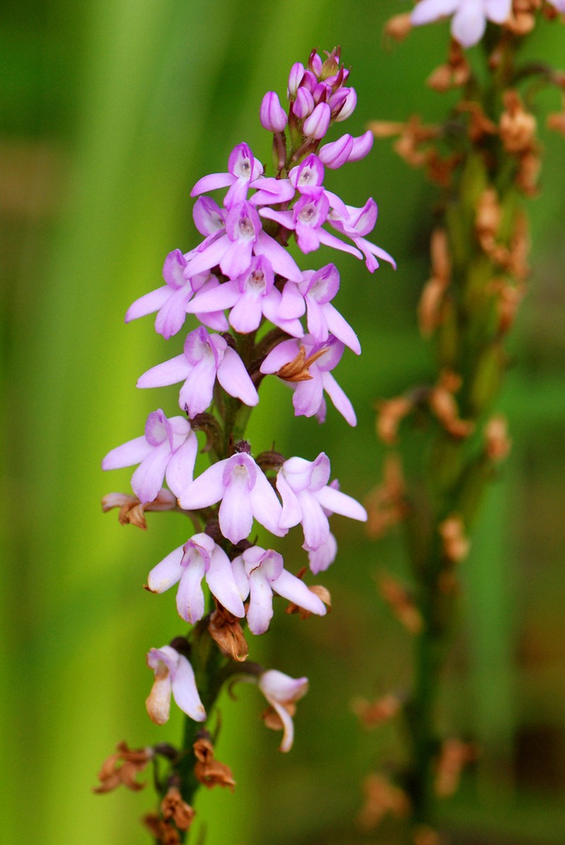 Cynorkis buchananii photo 7