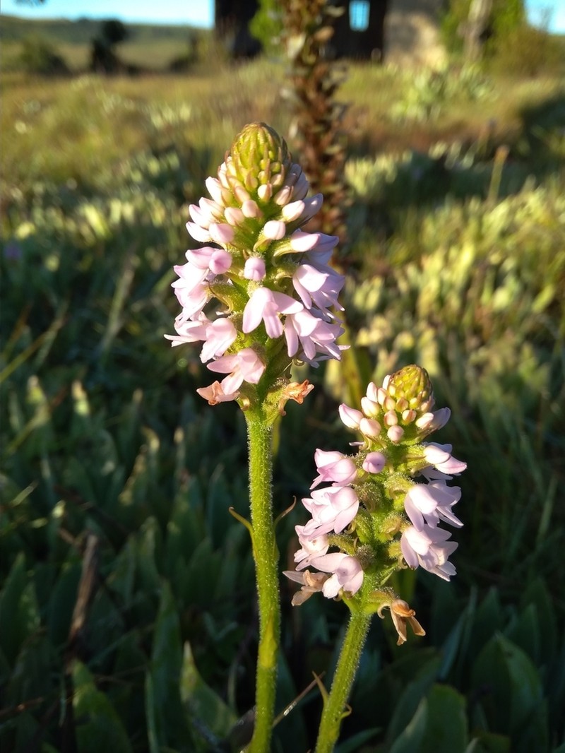 Cynorkis buchananii photo 8