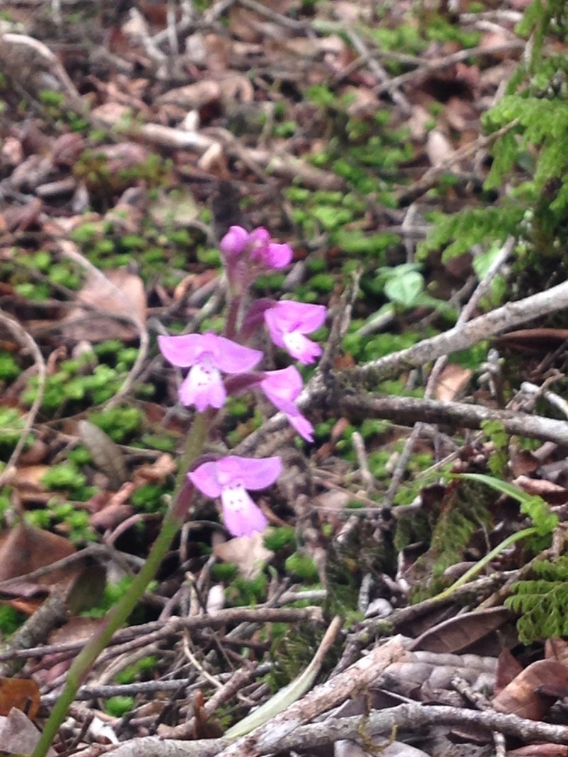 Cynorkis buchwaldiana