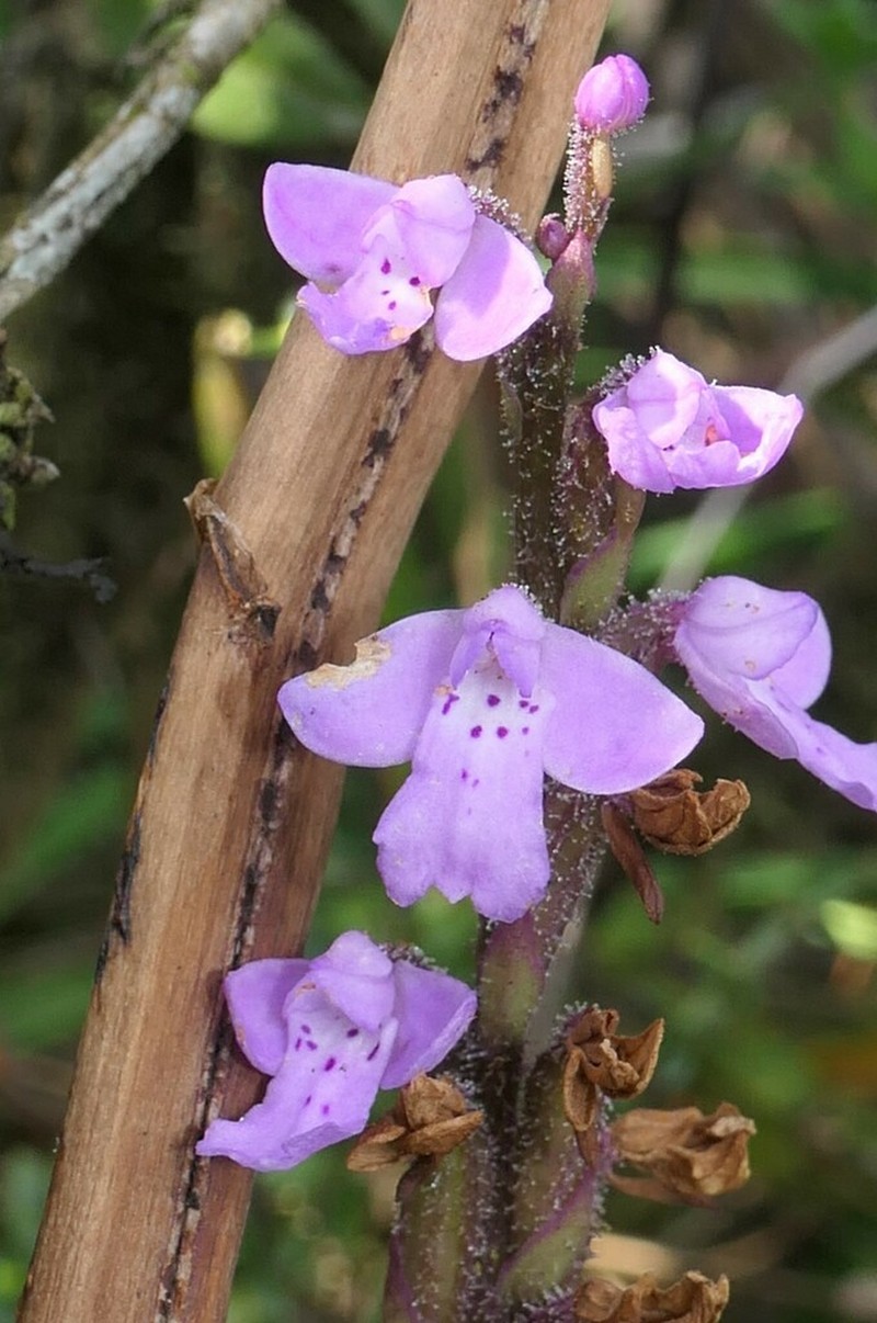 Cynorkis buchwaldiana photo 2