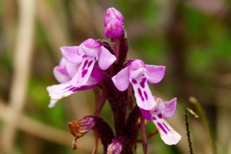 Cynorkis buchwaldiana photo 3