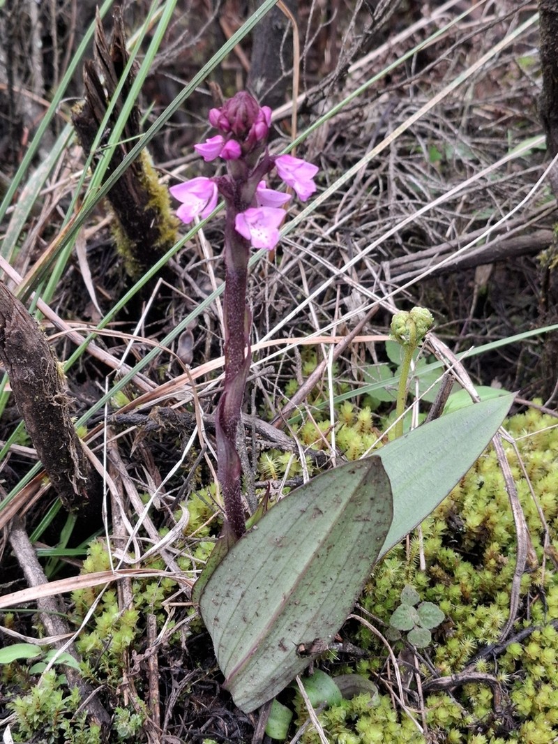 Cynorkis buchwaldiana photo 4