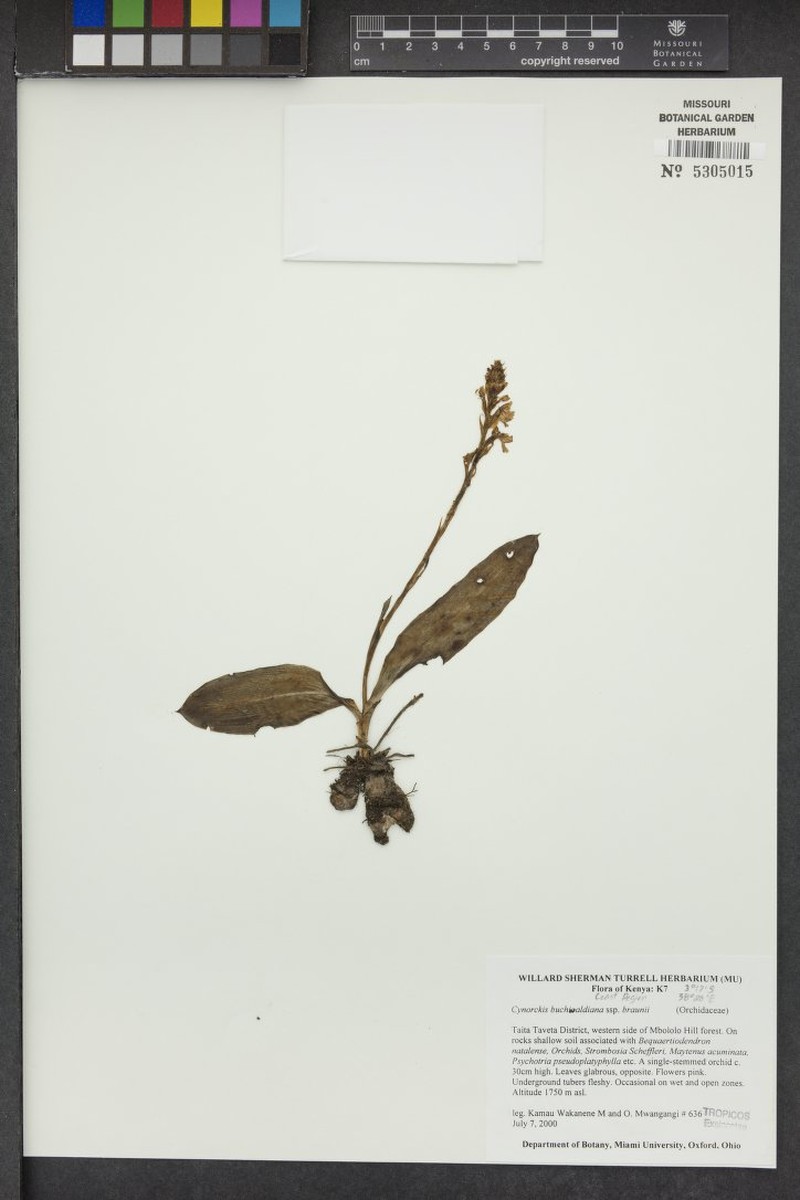 Cynorkis buchwaldiana photo 6