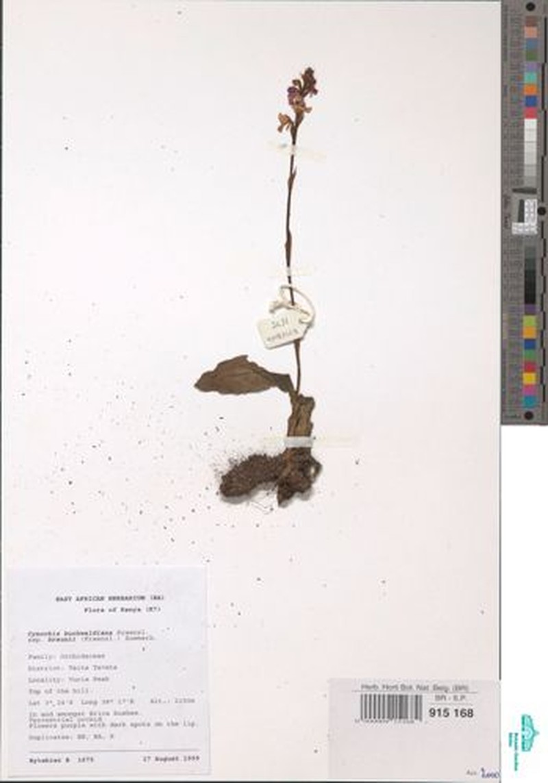 Cynorkis buchwaldiana photo 7