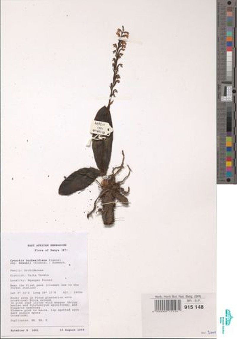 Cynorkis buchwaldiana photo 8
