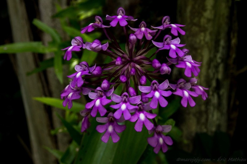 Cynorkis calanthoides