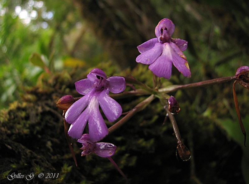 Cynorkis calanthoides photo 2