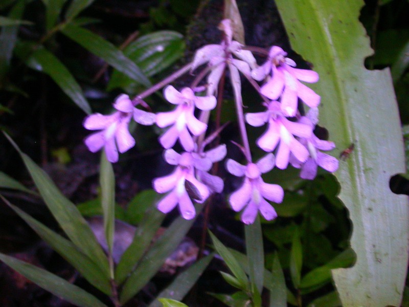 Cynorkis calanthoides photo 3