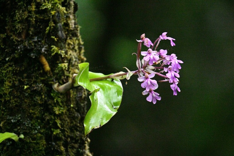 Cynorkis calanthoides photo 4