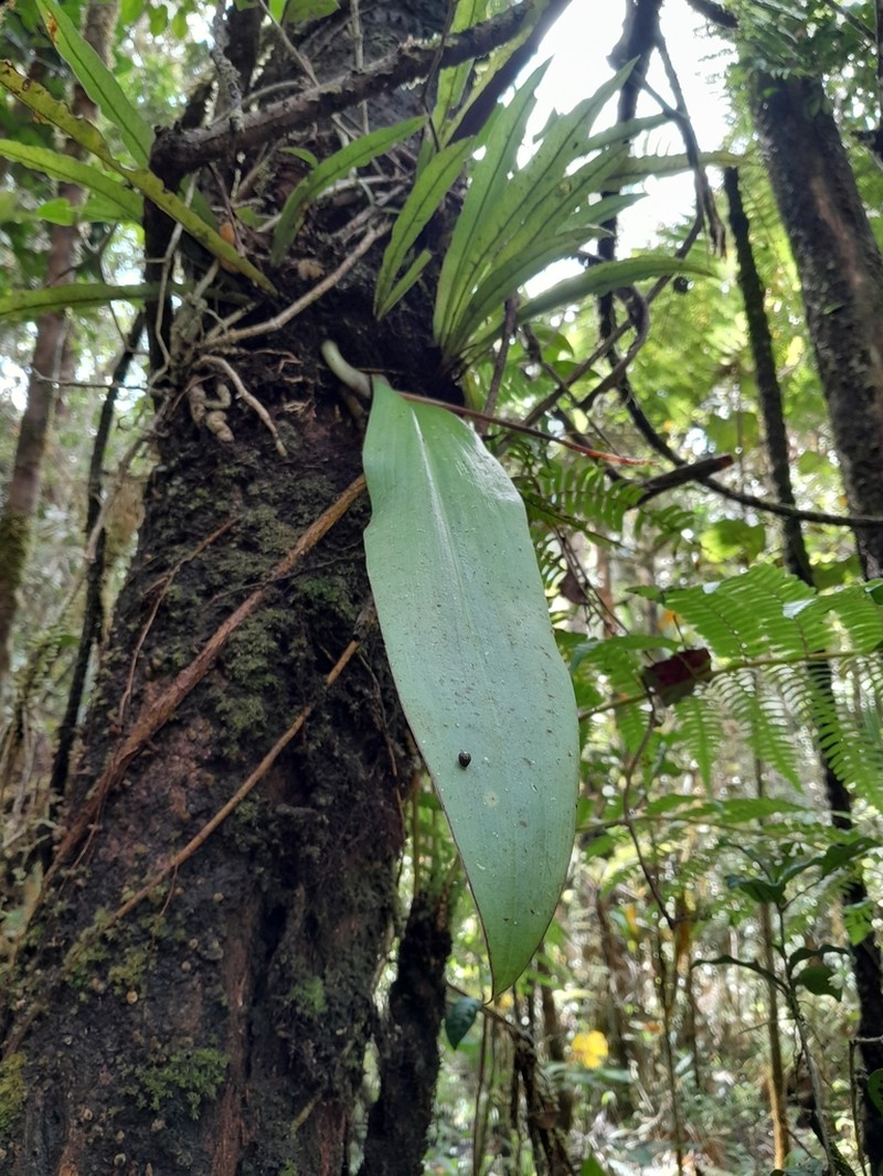 Cynorkis calanthoides photo 6