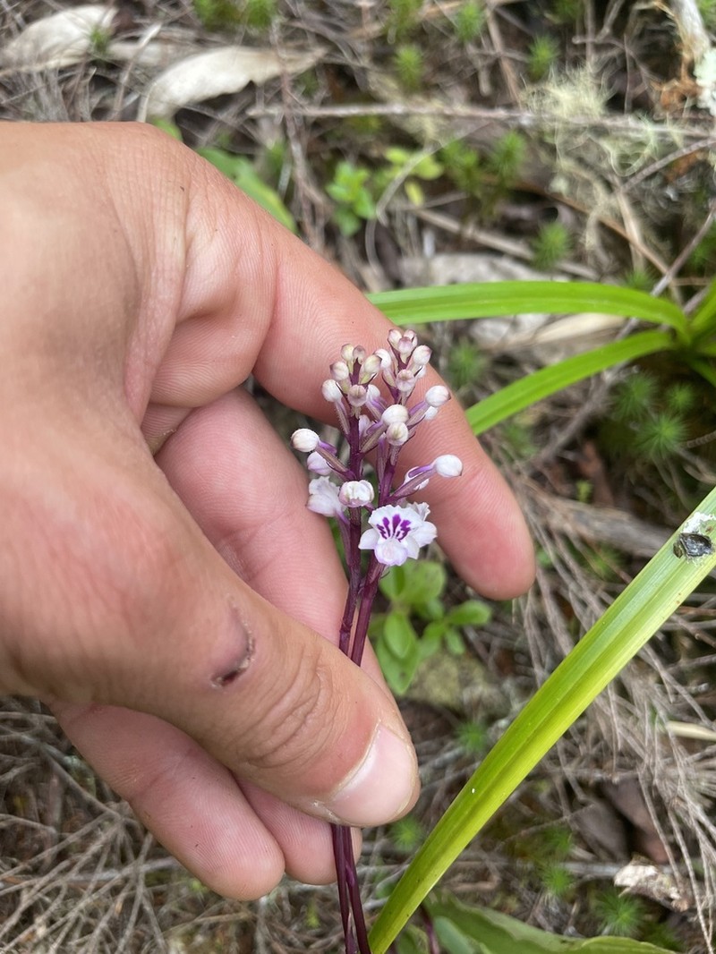 Cynorkis calcarata