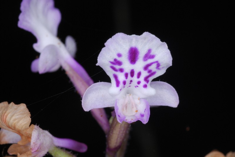 Cynorkis calcarata photo 2