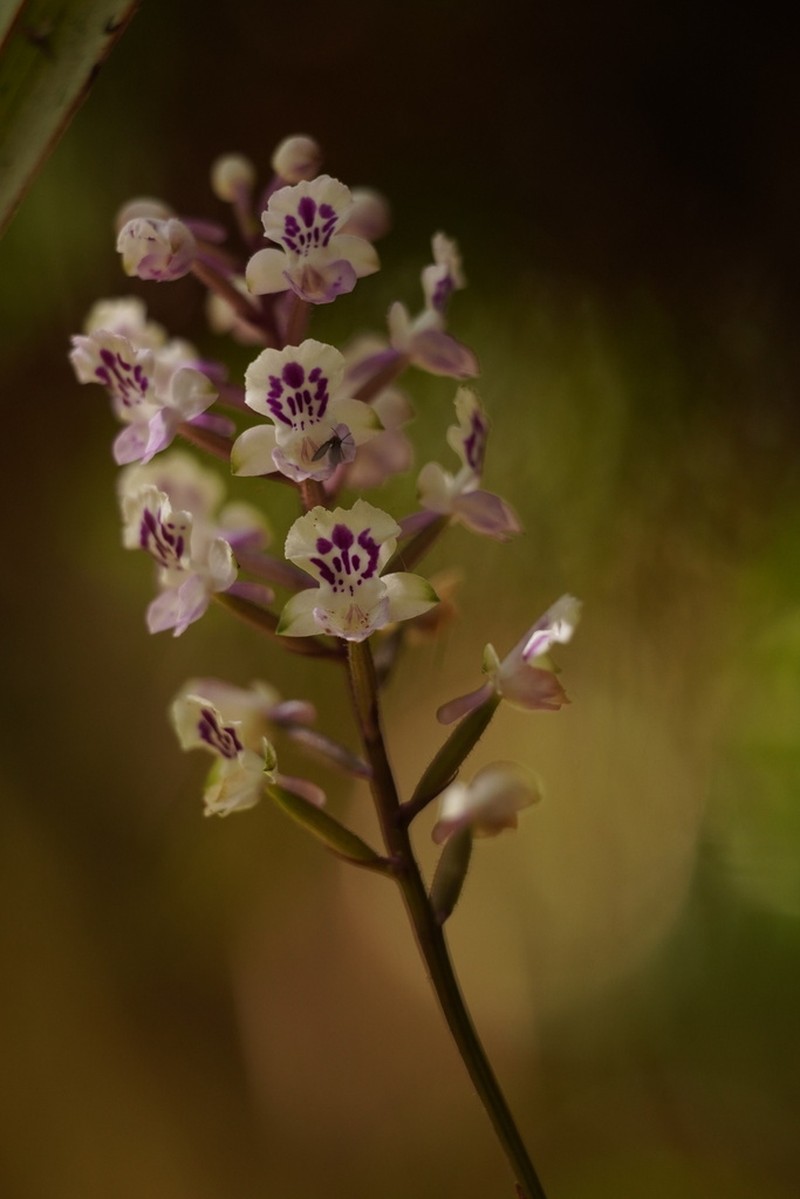 Cynorkis calcarata photo 3