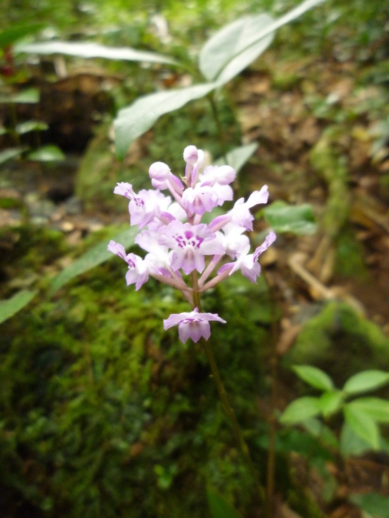 Cynorkis calcarata photo 4